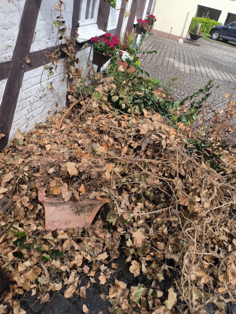 Garten vorher