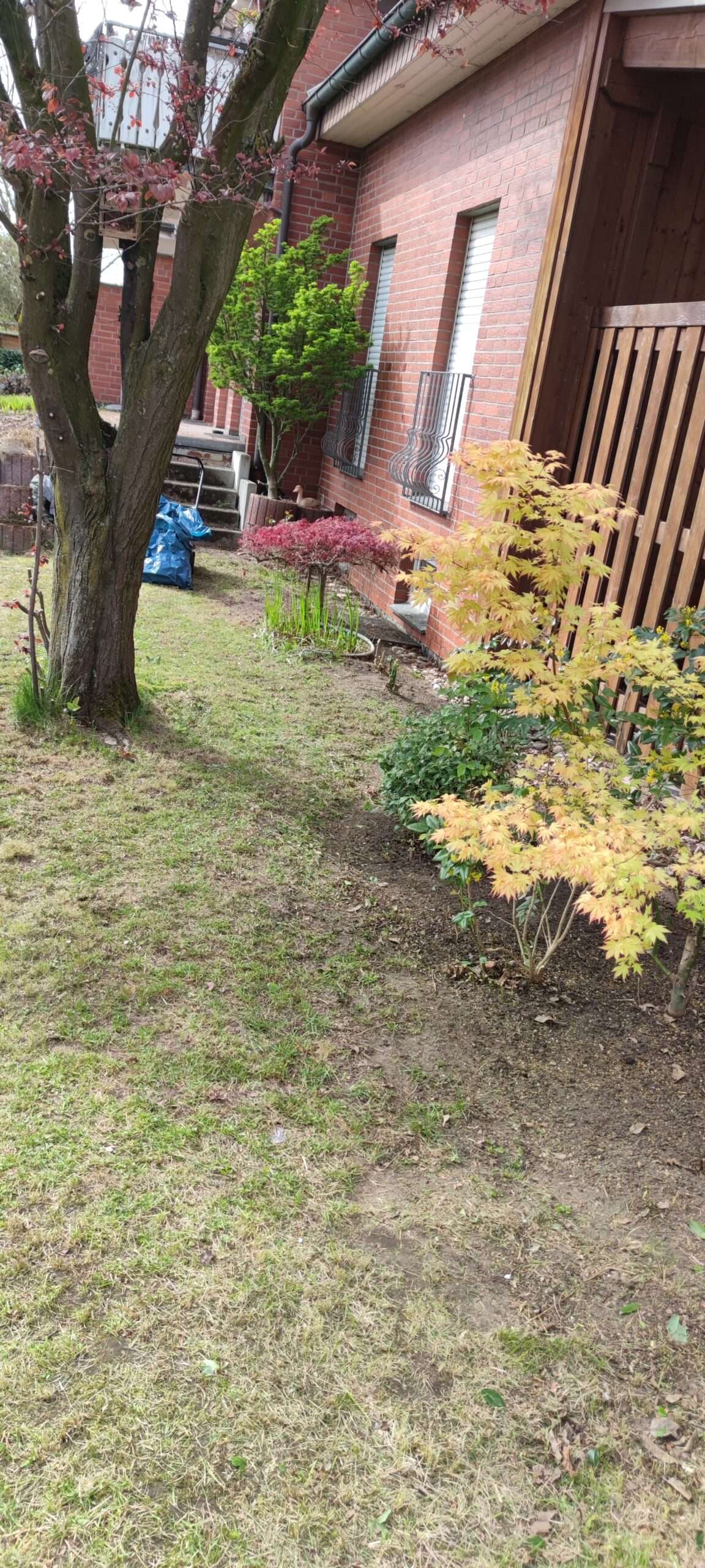 Heckenschnitt Herzfeld Nachher – sauber geschnittene Hecke nach Gartenpflege durch R&T Allround Service