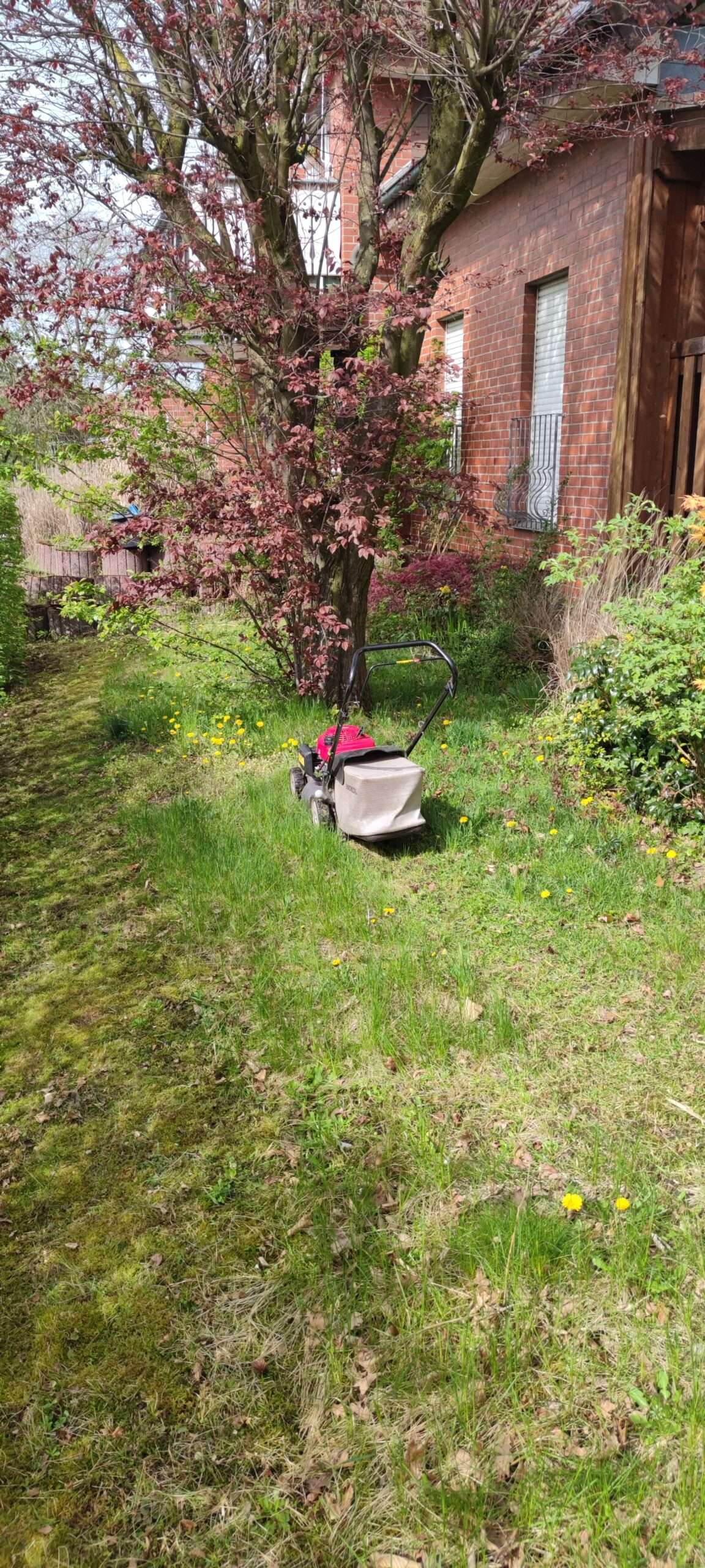 Heckenschnitt Herzfeld Vorher – überwucherte Hecke und Grünanlage vor Schnitt durch R&T Allround Service